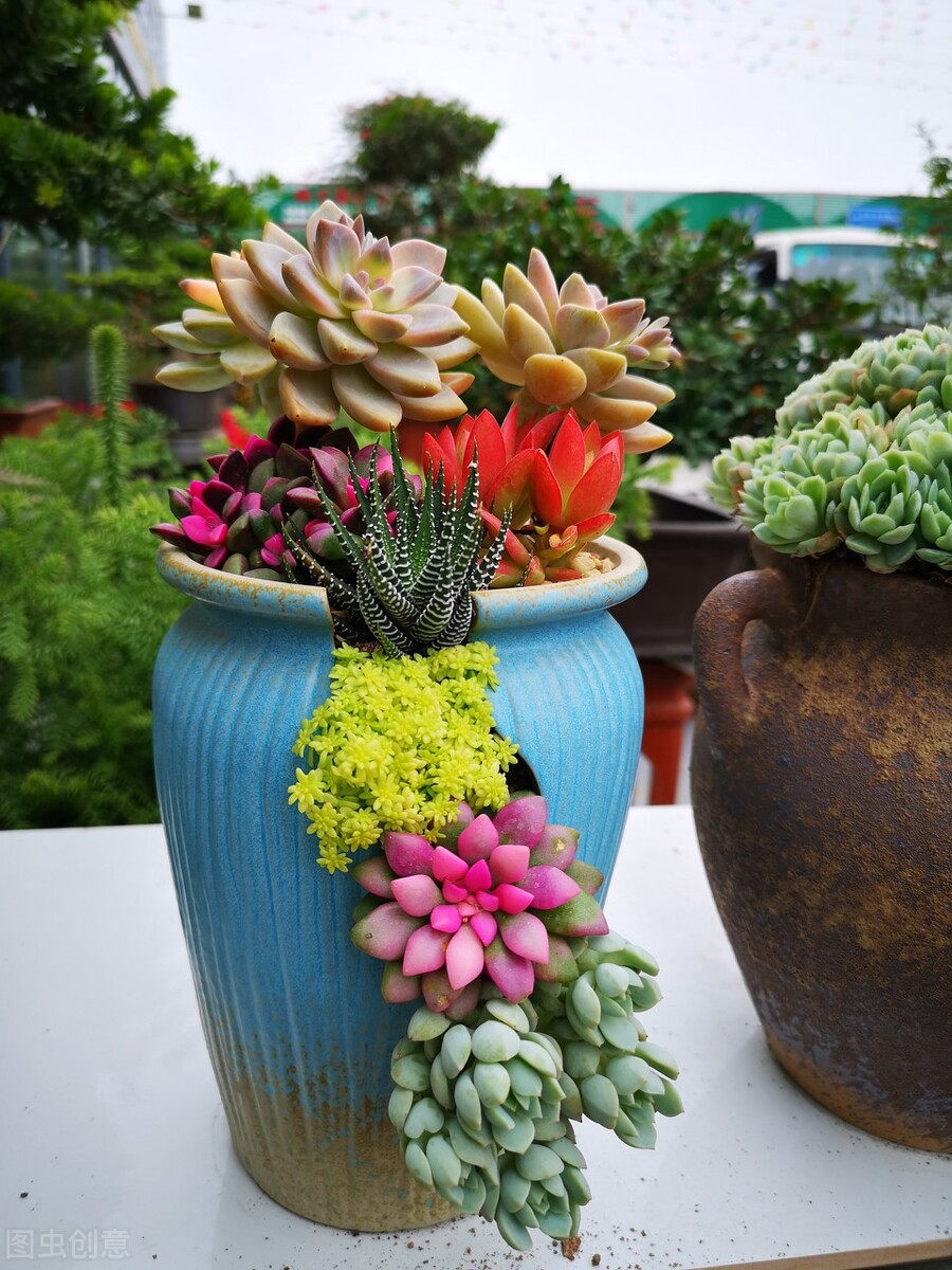 买花入门基础知识,一招教你买花不踩坑