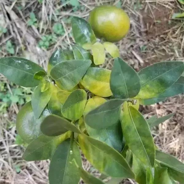 柑橘落果病害图谱大全,柑橘树的果树病害图谱