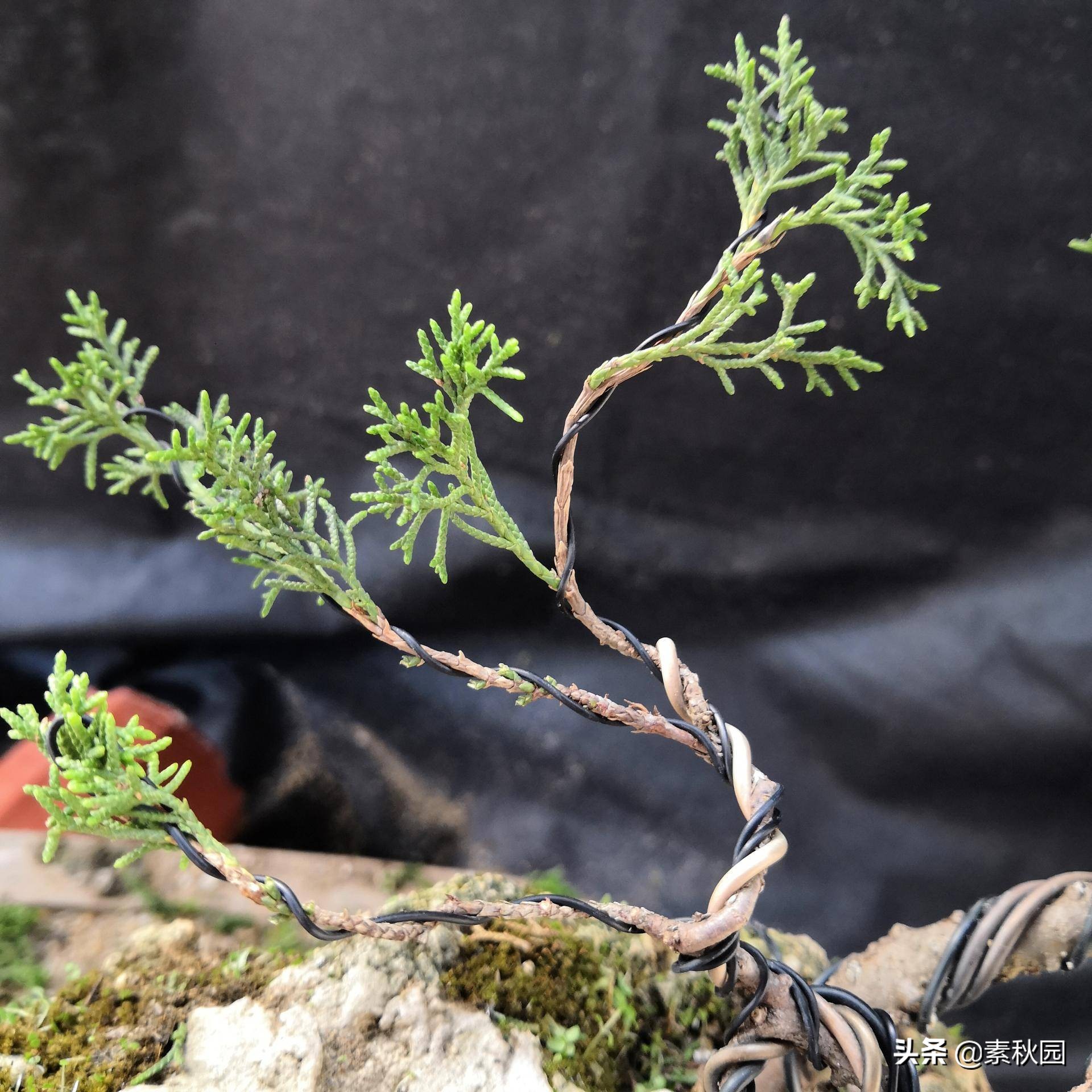 关于系鱼川真柏苗与铝线在石头上发生的那些事儿