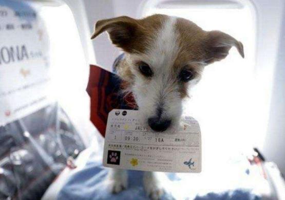 成都宠物托运哪家好,兰州到成都托运的宠物