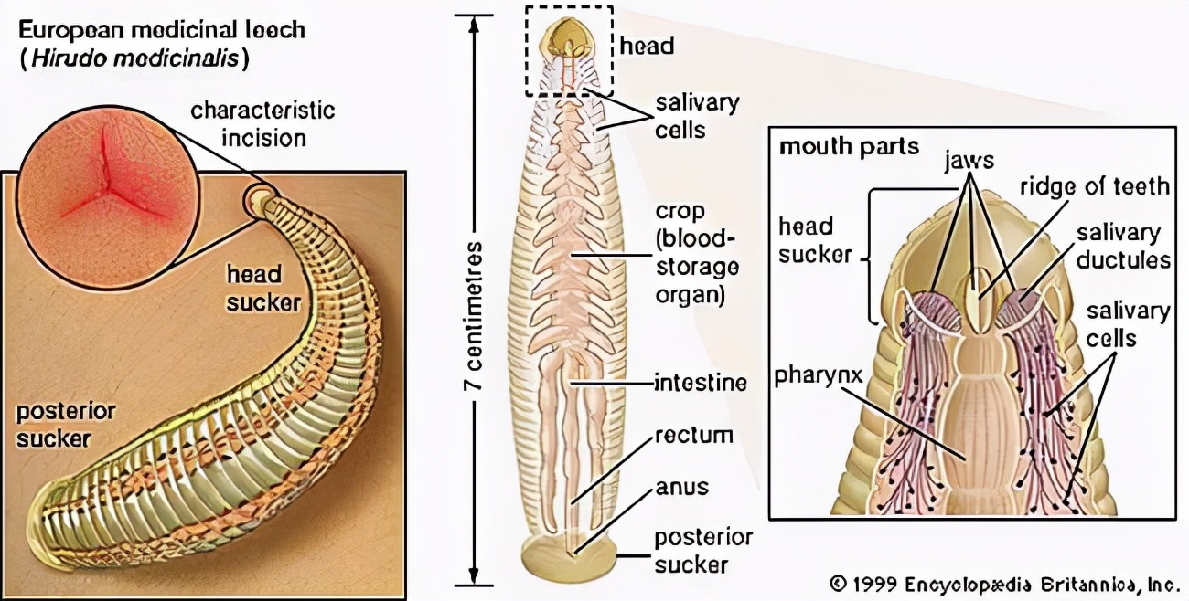 不小心把蚂蝗吞进肚子里会死吗,误吃蚂蟥在身体里能活吗