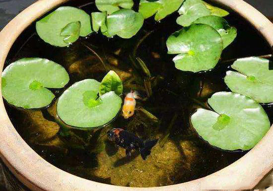 想把鱼养好,先把过滤这点事儿整明白就算向前迈了一大步