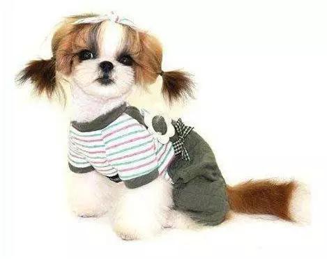 45种狗狗,45种狗类