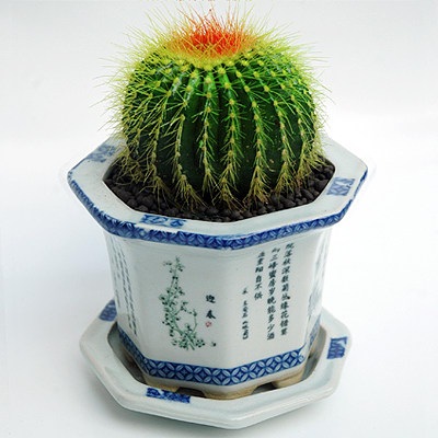 家庭养花有什么讲究的,家里养花会带来桃花运吗