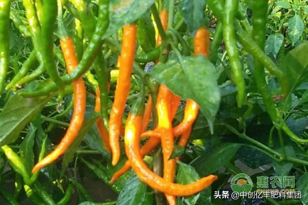 辣椒叶子脱水干了,种植辣椒叶子卷了是怎么回事