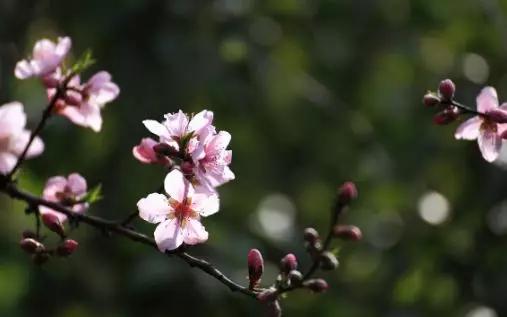 杨万里描写四季的古诗词,杨万里描写春天的诗句