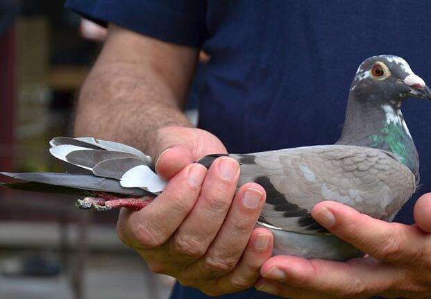 幼鸽分辨公母最准确的方法,养鸽场幼鸽准确辨雌雄