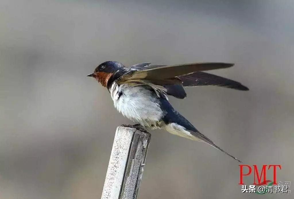 雨燕是世界上飞得最快的鸟吗,雨燕是飞得最快的燕子吗