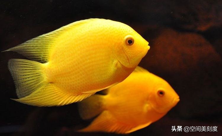 水中精灵大型鱼,水中精灵无与伦比的美