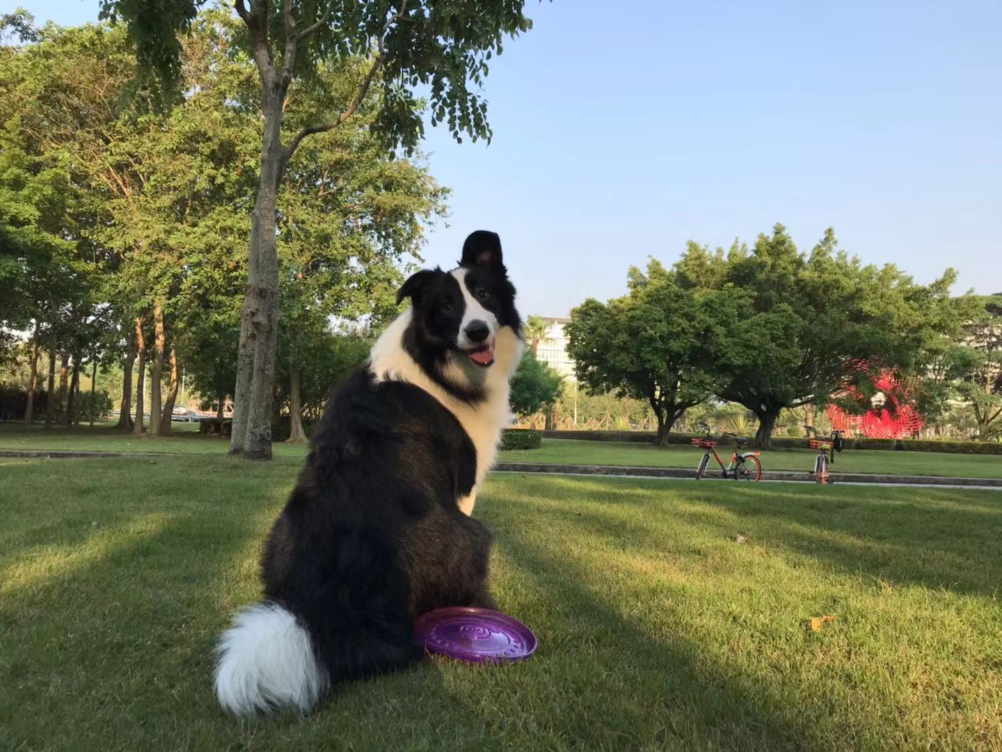 我的狗生病了但是还很活泼,一只狗得了犬瘟最后痊愈了