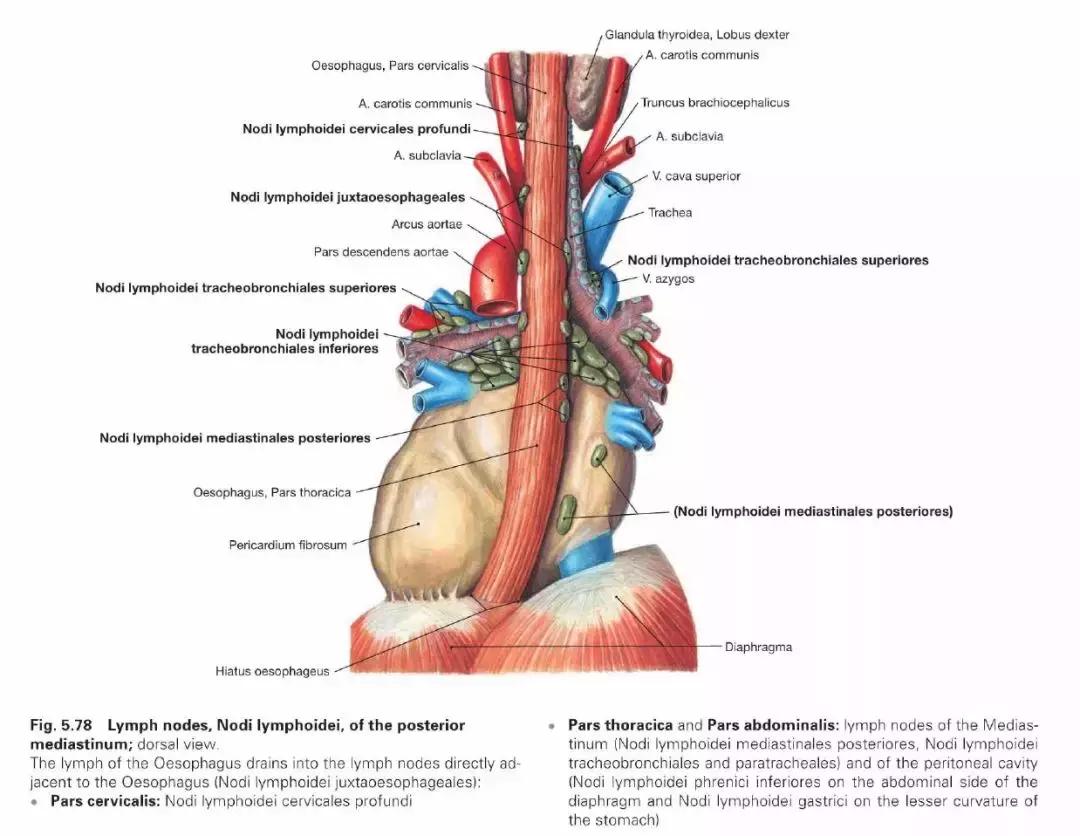 食管动脉血供来源,食管淋巴引流区