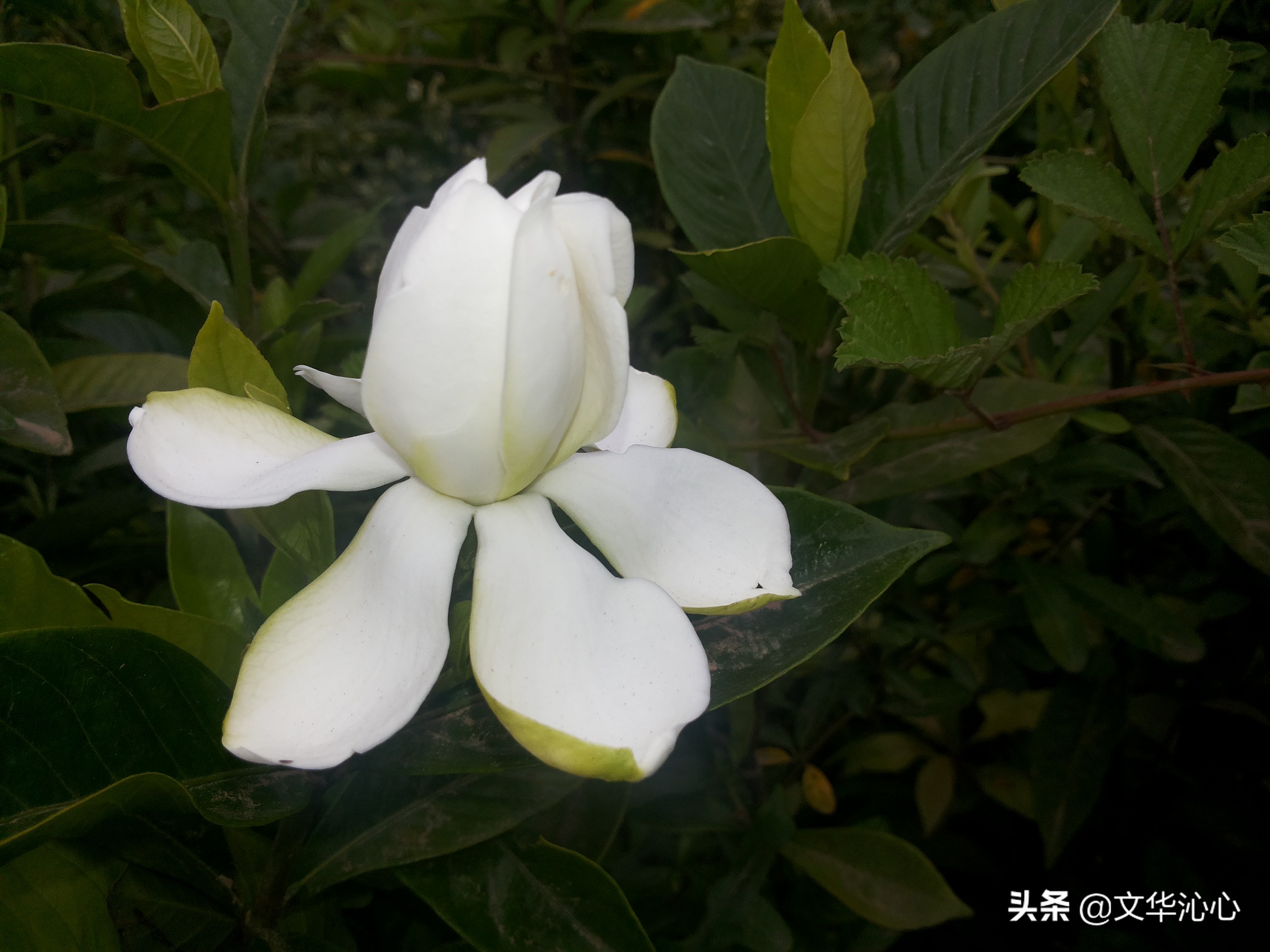 每日原创诗词一首,每日成诗