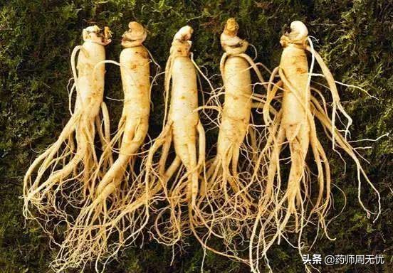 白话中医,中医说人参