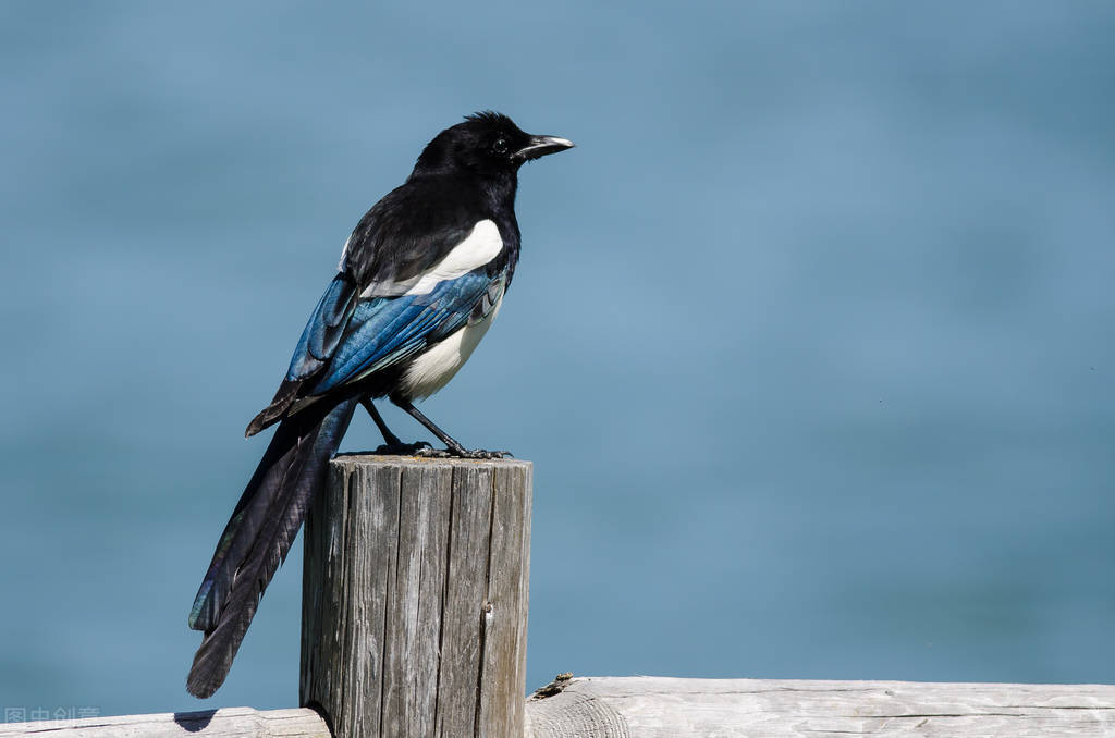 吉祥鸟为什么少见,吉祥鸟为什么被列为害鸟