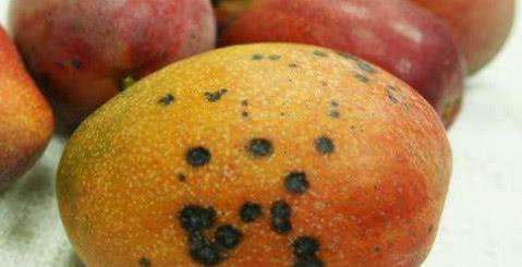 芒果有小黑斑还能不能吃啊,芒果外面有黑点黑斑是什么原因