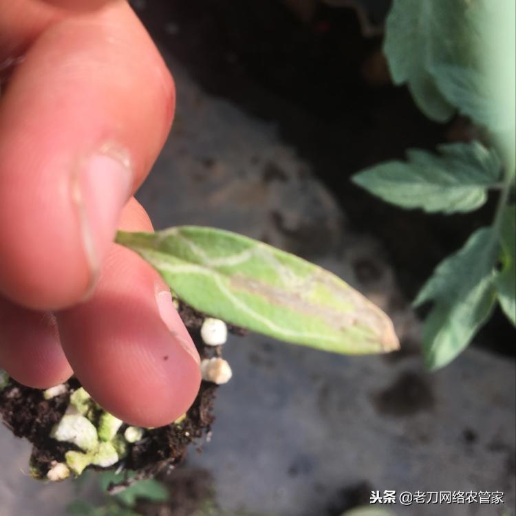 特别容易画的鬼符,斑潜蝇潜叶蛾鬼画符