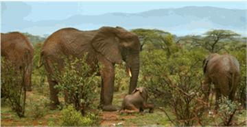 这部BBC纪录片一开播就拿下9.5高分，除了美更培养了孩子的世界观