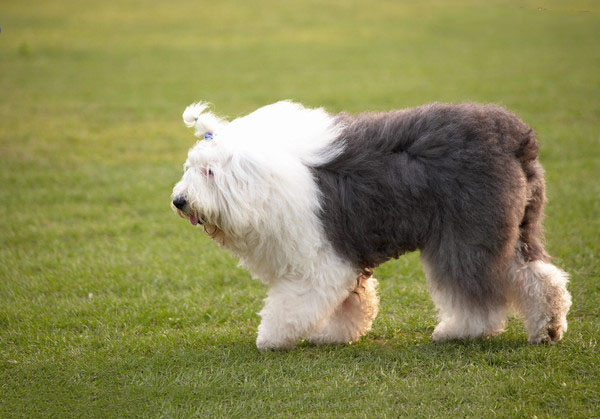 台湾纪录片古代牧羊犬,影视剧里面的卡斯罗犬