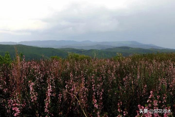 疆果新疆特产薄皮核桃,新疆的扁桃优良品种有