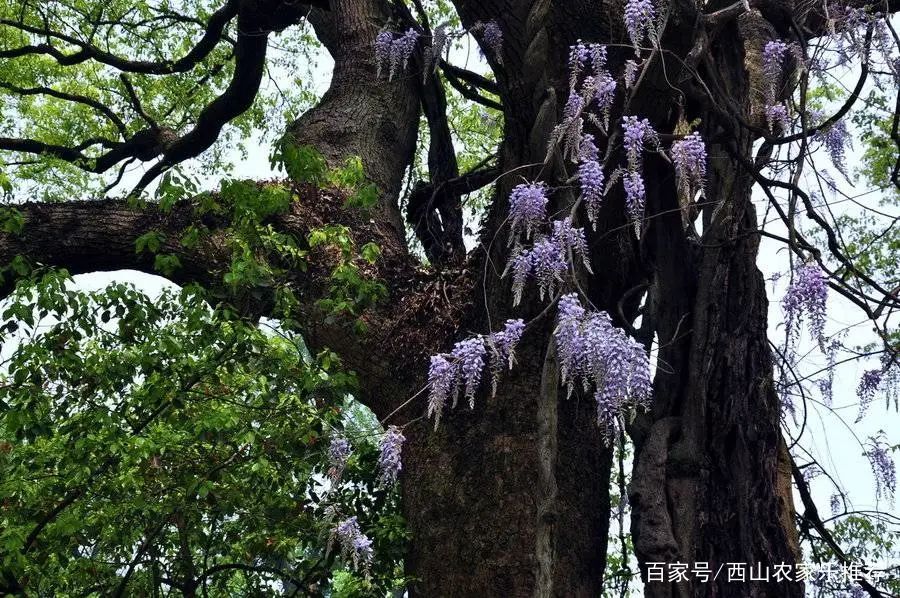 苏州西山网红打卡地樱花,苏州西山风景区有什么好玩的地方