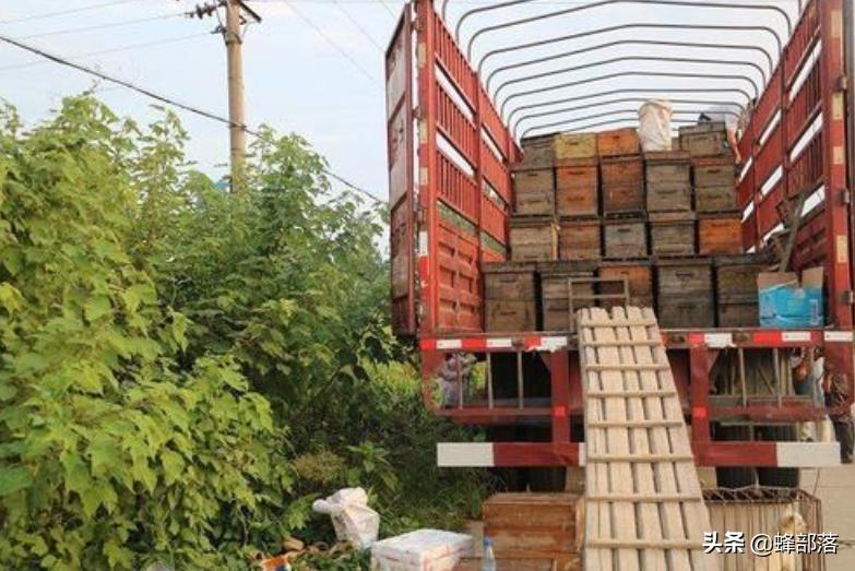 蜜蜂不产蜂蜜的技巧,蜜蜂怎么光采蜜不进粉