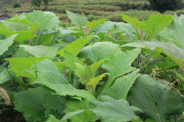 雪莲果种植技术及视频,雪莲果种植技术和种植条件
