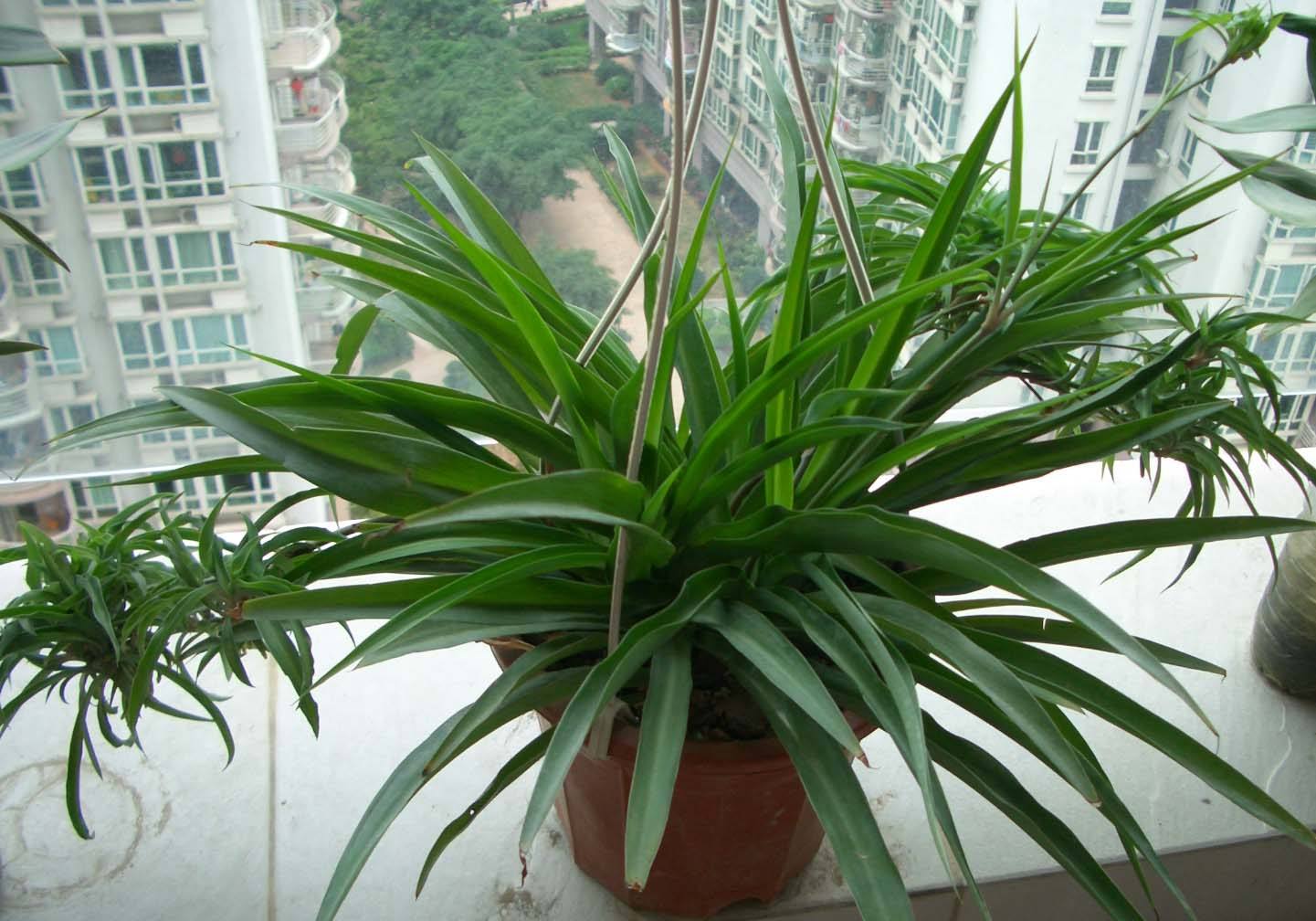 空气净化器适合放什么植物,房间空气净化用什么植物