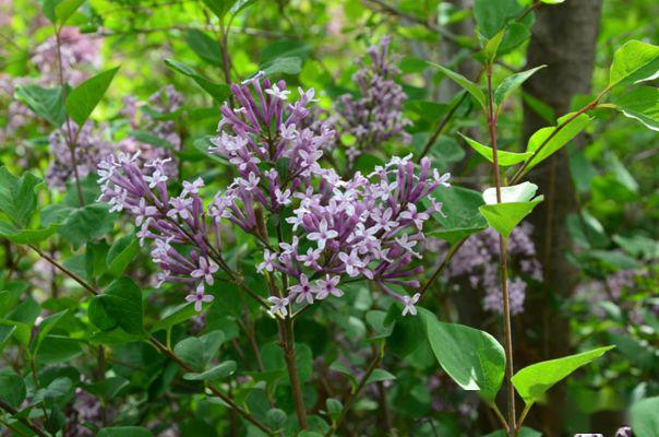 忻州花卉植物园,山西原平植物园