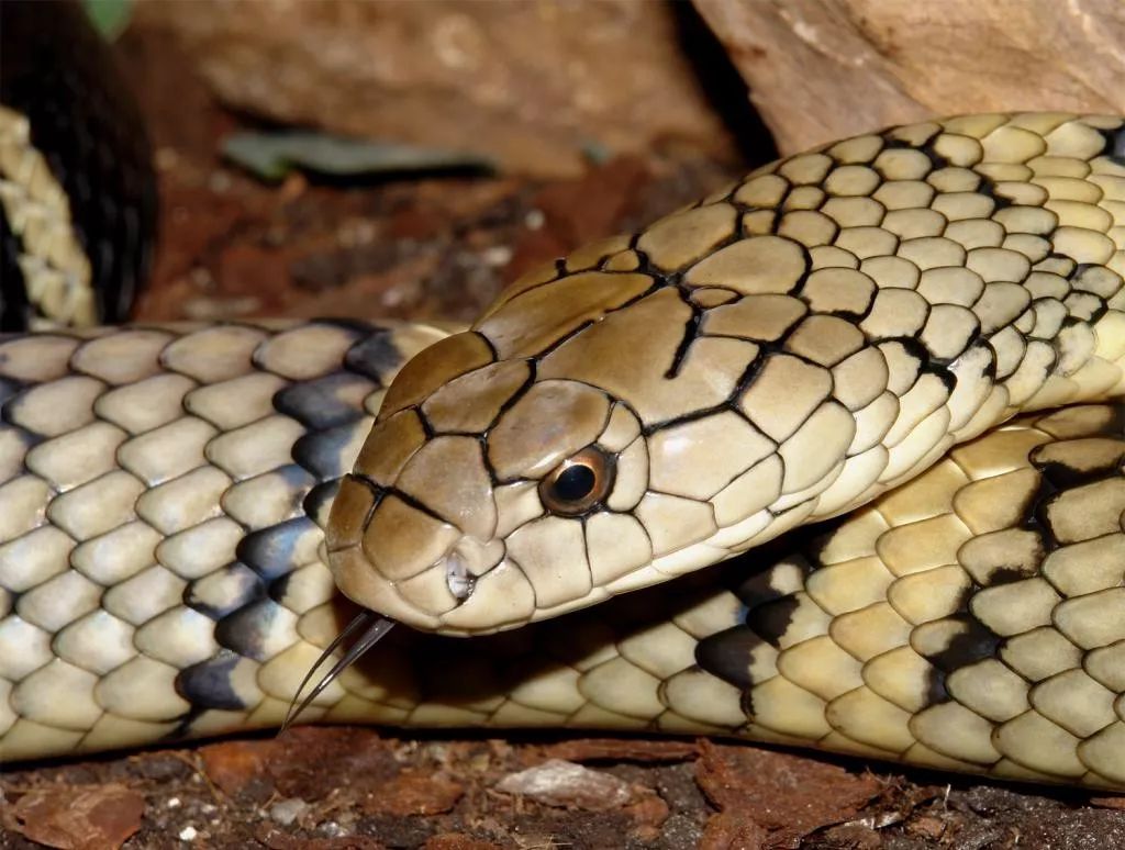 陆栖毒蛇毒性排行,毒蛇毒性分类