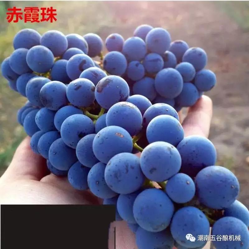 自酿干红葡萄酒的方法,果酒的制作方法自酿葡萄酒