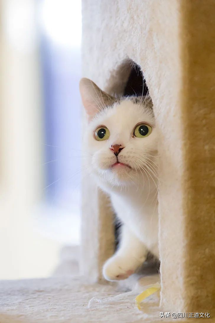 猫的故事,猫的故事视频