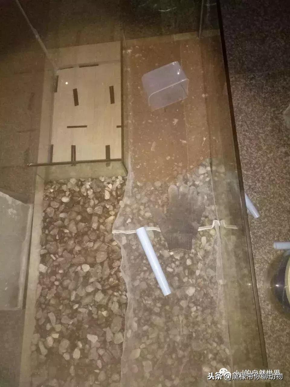 丛林造景黄缘龟池设计图大全,龟宝宝黄缘龟生态缸造景教程