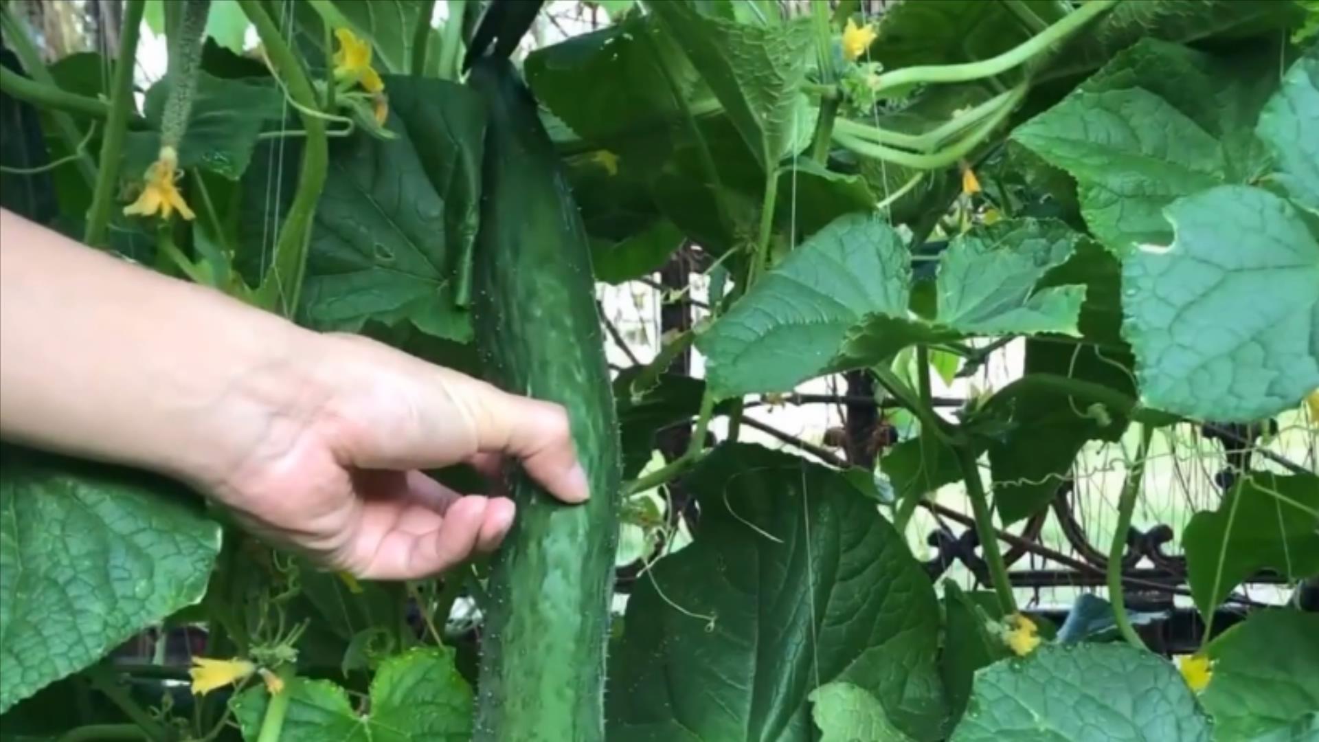 黄瓜打没打药,黄瓜打激素位置图解