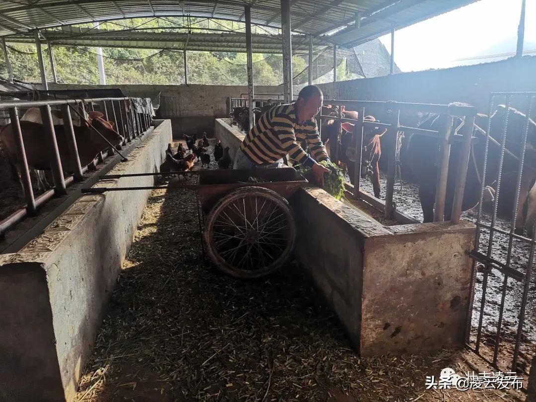 【乡村振兴】专业养牛人的“致富经”