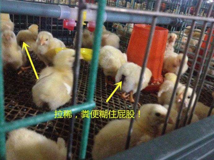 雏鸡糊肛预防的9大重点和立竿见影的治疗方案