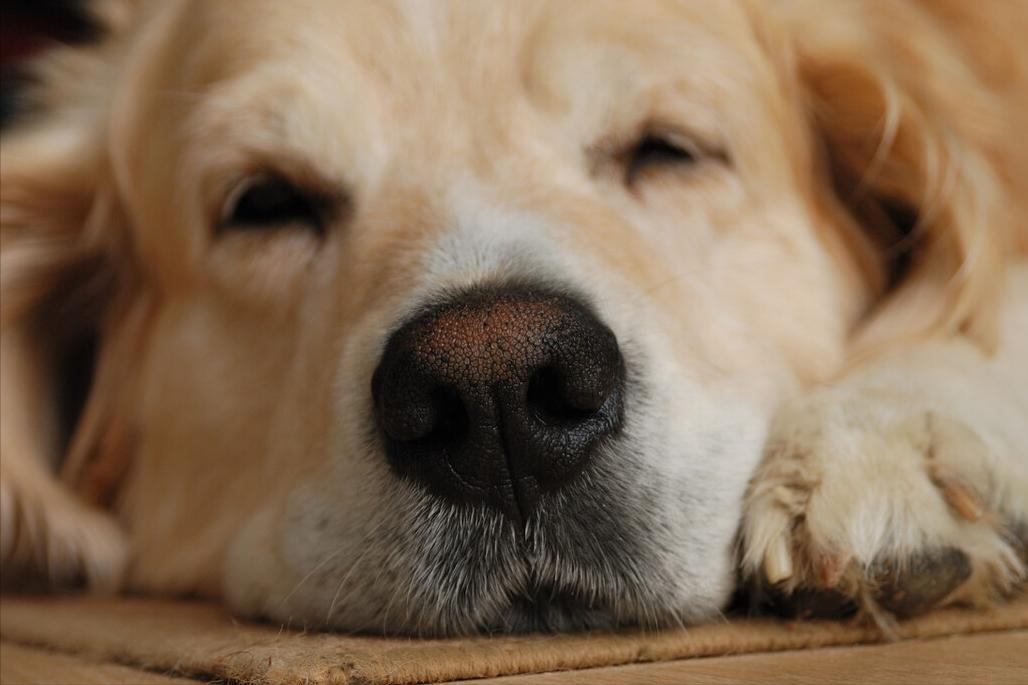 老年狗后腿无力站不起来怎么办,如何照顾老年犬这几点很关键