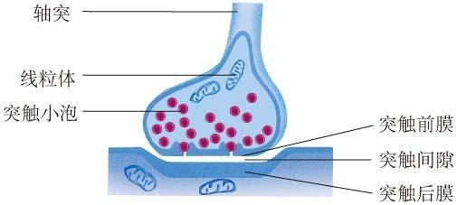 大脑中的电怎样释放,大脑消耗什么产生电