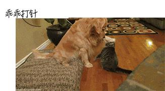 如被猫狗咬伤或抓伤应如何处理,被猫狗咬伤在多少小时之内打疫苗