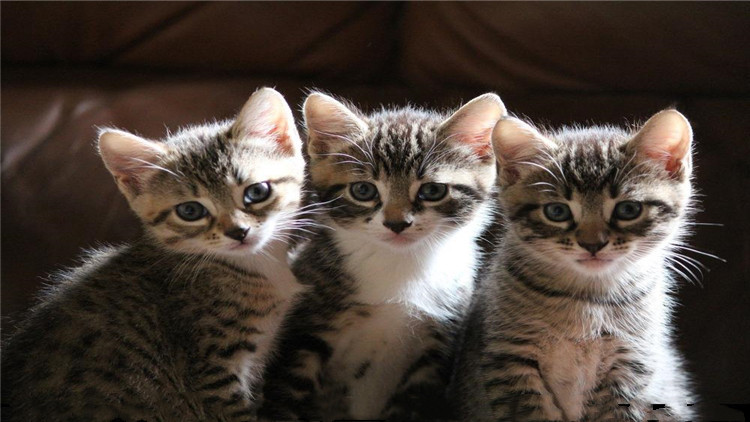 猫咪打完狂犬疫苗后拉稀拉血,猫咪冠状病毒拉稀带血