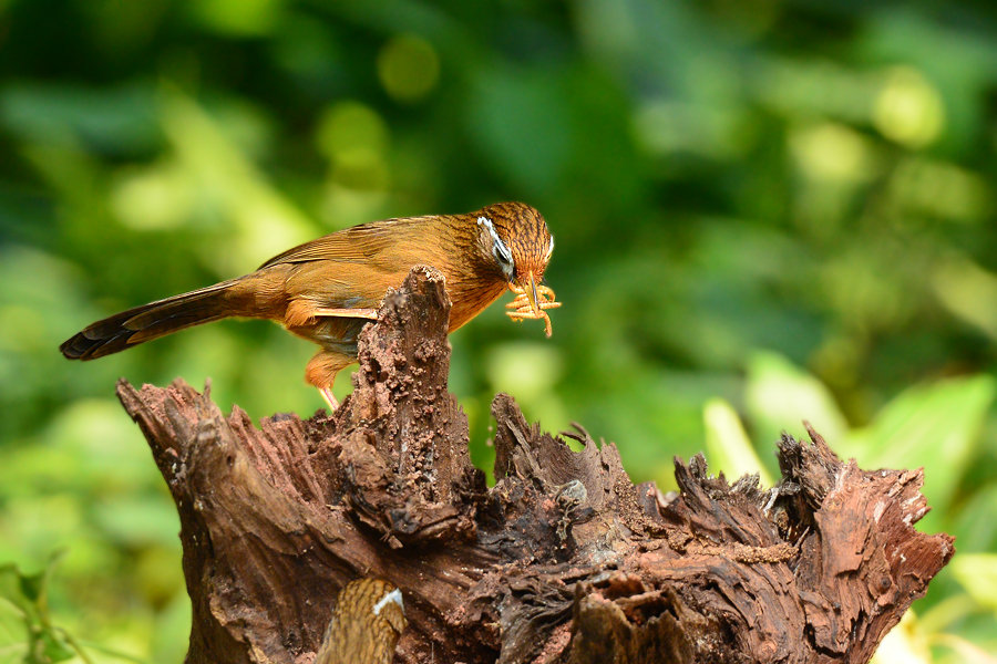 养生眉跟雾眉,养生纹眉