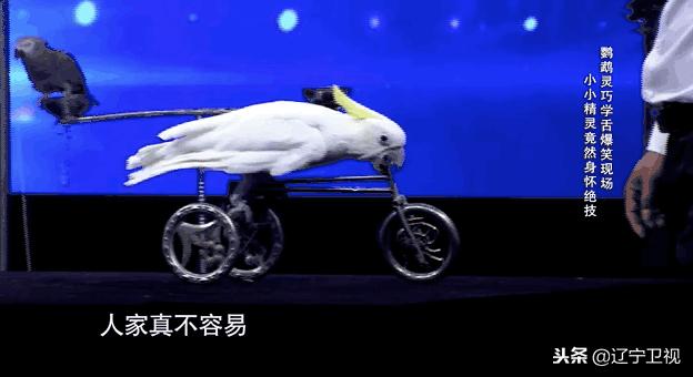 大型动物铲屎官,铲屎官为朕打下的江山猫咪