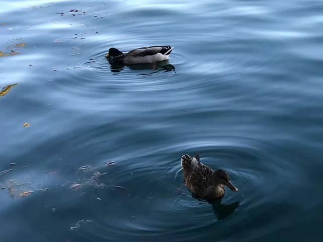 巴尔干半岛和阿尔巴尼亚,伯罗奔尼撒半岛和巴尔干半岛