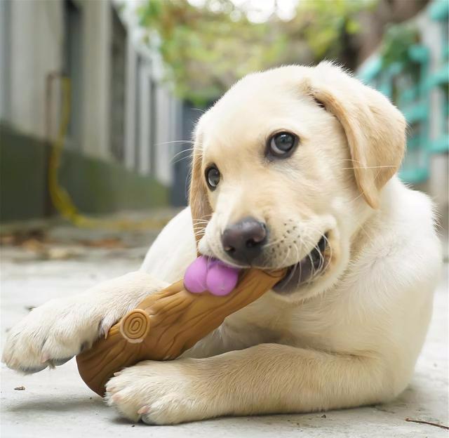 拉布拉多犬的优缺点及危害,拉布拉多犬五大缺点