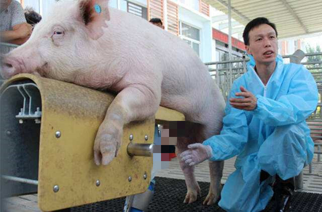 公猪不出圈怎么办,公猪战斗力不强怎么办