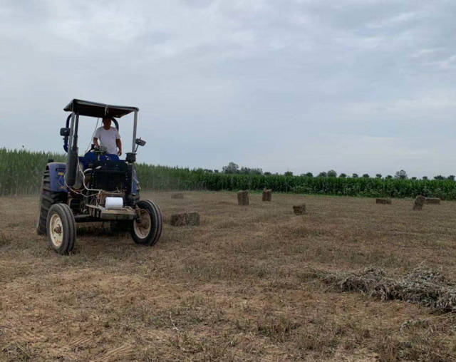 艾草种植经济价值,艾草加工致富新模式