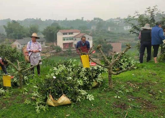关于青花椒的三次施肥和管理,青花椒摘收后的管理技术