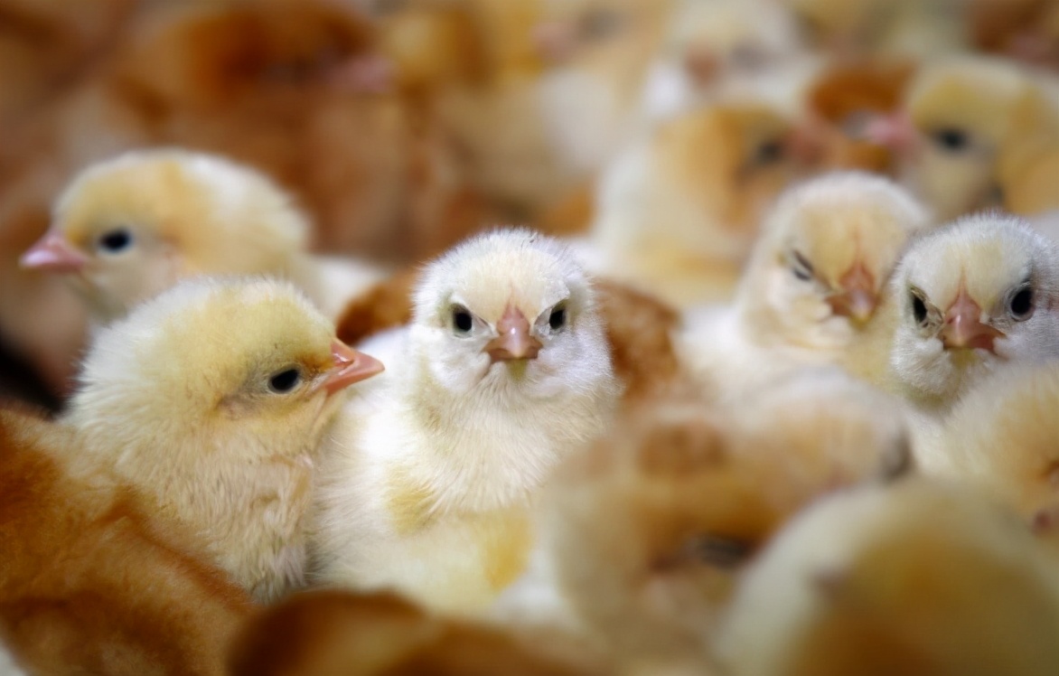 蛋鸡孵化过程中打什么药,蛋鸡孵化过程