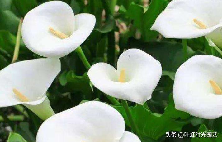 7月养护马蹄莲，注意这5点，长势颇好