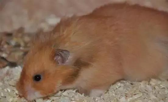 仓鼠种类短毛,仓鼠科普常见仓鼠种类