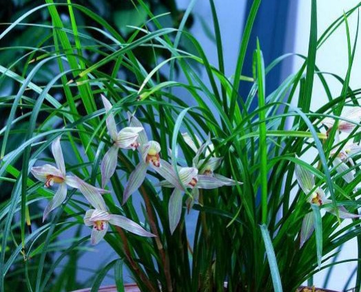 兰花分别有什么特点,兰花品种铁兰的养护